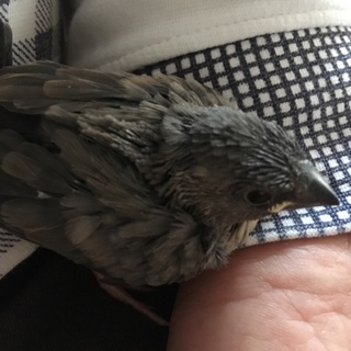 文鳥の子供の里親を募集します！