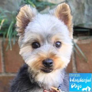 「ケト」ヨーキー♂