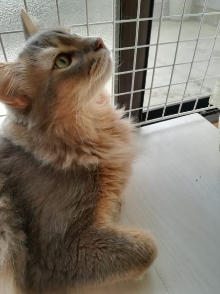 里親さん決まりました ブ 三重県 猫の里親募集 9235 ペットのおうち 月間利用者150万人