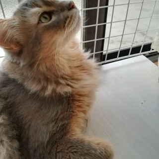 里親さん決まりました。ブルーのソマリの男の子