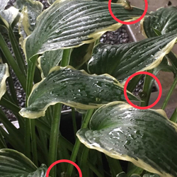 「答え合わせ( ´͈ ᵕ `͈ )閲覧注意」サムネイル1