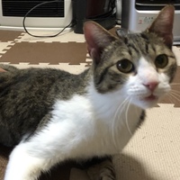 ルル