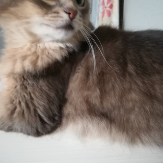 里親さんが決まりました。ブルーのソマリの女の子