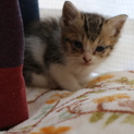 生後2.3ヶ月 メスの子猫