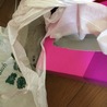 お掃除するのに散歩させてたらゴミ入れるビニールの中に入っちゃった！どかないとお掃除できないよ〜