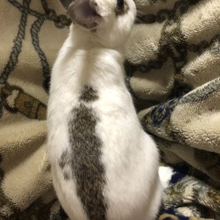 里親決定ありがとうございました