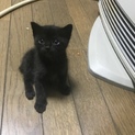 黒猫ちゃん