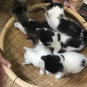 元気な子猫5匹(雑種)
