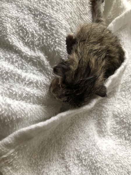 生まれたて子猫の里親募集 福岡県 猫の里親募集 9255 ペットのおうち 月間利用者150万人 生まれたて子猫の里親募集 福岡県 猫の里親募集 9255 ペットのおうち 月間利用者150万人