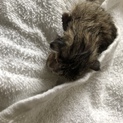 生まれたて子猫の里親募集 