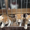 【募集終了】子猫5匹の里親さん募集 サムネイル4