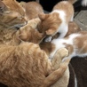 【募集終了】子猫5匹の里親さん募集 サムネイル5