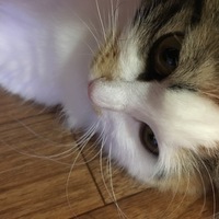 セシル