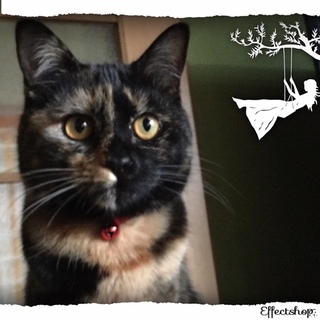 人にも猫にもフレンドリーなさび猫にゃん♪