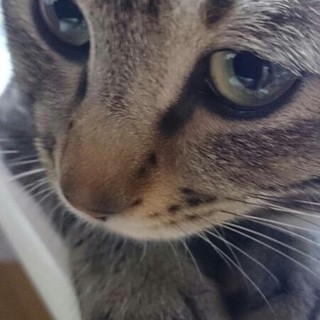 成猫オス 去勢済み 里親募集中！