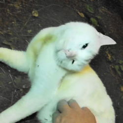 めちゃくちゃ甘えん坊「ブラン」くん