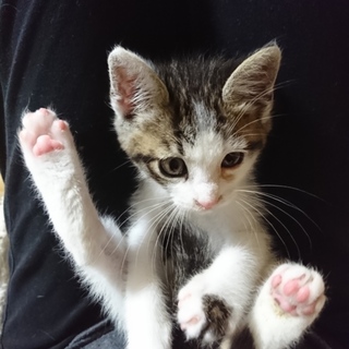 わんぱくな生後1ヶ月半キジ白の男の子