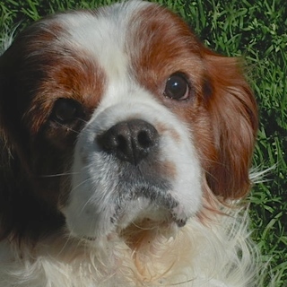 キャバリア　ロラン君　上富良野町から里親募集