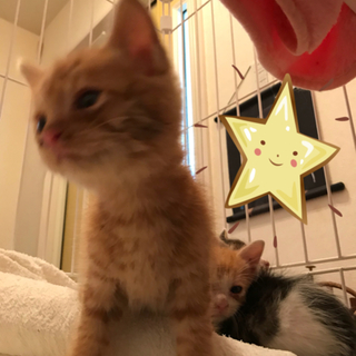 2ヶ月の男の子です(*^^*)