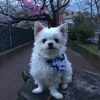 桃太郎