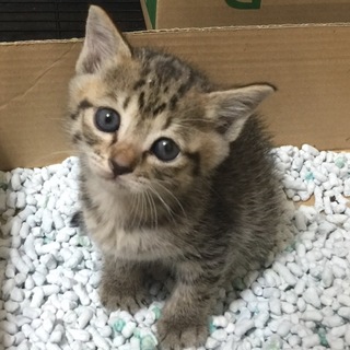 1ヵ月くらいの男の子