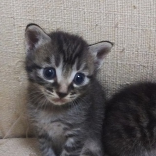 クリクリおめめのオス猫ちゃん