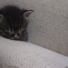 クリクリおめめのオス猫ちゃん サムネイル2