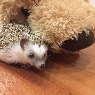 ハリネズミの里親募集　