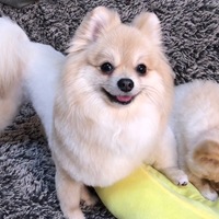 フラン