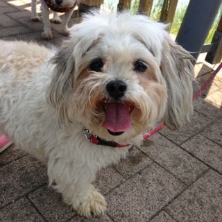 きっとかわいいマルぷーミックスちゃん