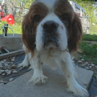 キャバリア　ディケンズ君　上富良野町から里親募集