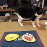 相方みやびの一歳の誕生日に