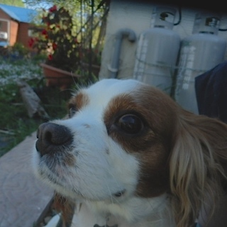 キャバリア　リプリーちゃん決まりました