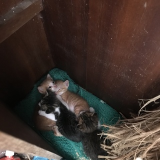 生後１ヶ月のかわいい茶トラ兄弟