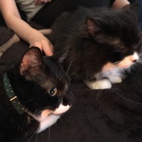 谷村 ぽま