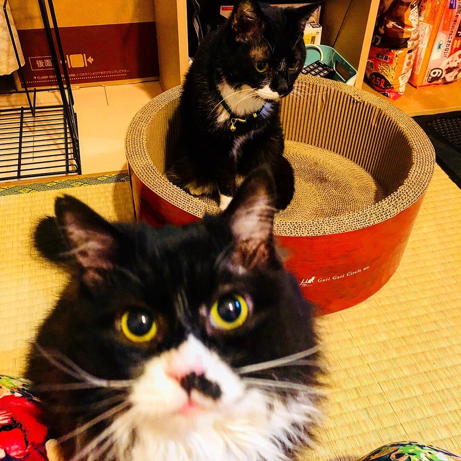 谷村 ぽまのカバー写真