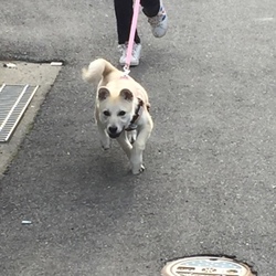 ついに、お散歩デビュー