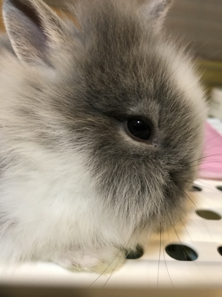 ミニライオンラビット 茨城県 小動物の里親募集 9302 ペットのおうち 月間利用者150万人