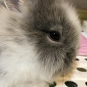 ミニライオンラビット