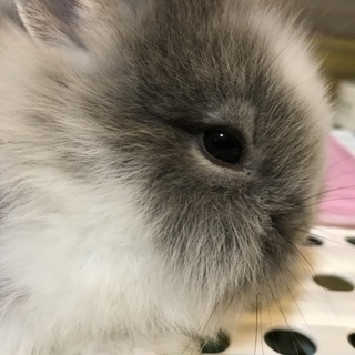 ミニライオンラビット