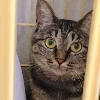 落ち着いた性格の華(はな)ちゃん