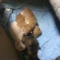 5/26に産まれたばかりの子猫