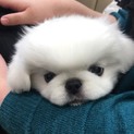 家族として