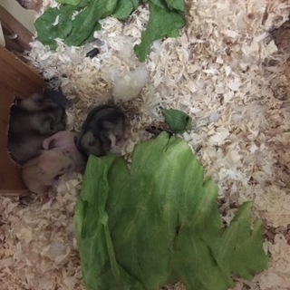 ジャンガリアンハムスターの赤ちゃんの里親募集中です