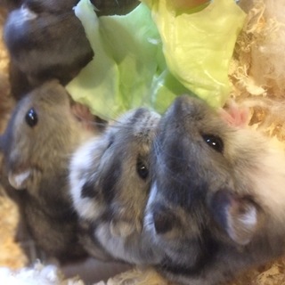 ジャンガリアンハムスター