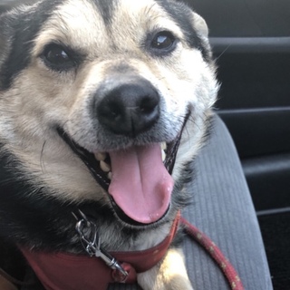 飼い主さん逝去により行き場がないリヨン君