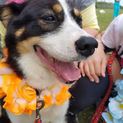 とってもイケメンで人も犬も大好きです！