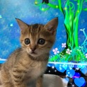 白血病陽性の約生後60日の可愛い子猫です
