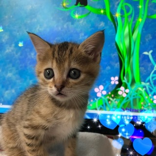白血病陽性の約生後60日の可愛い子猫です