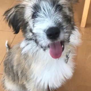 ふわふわの仔犬セレーナ